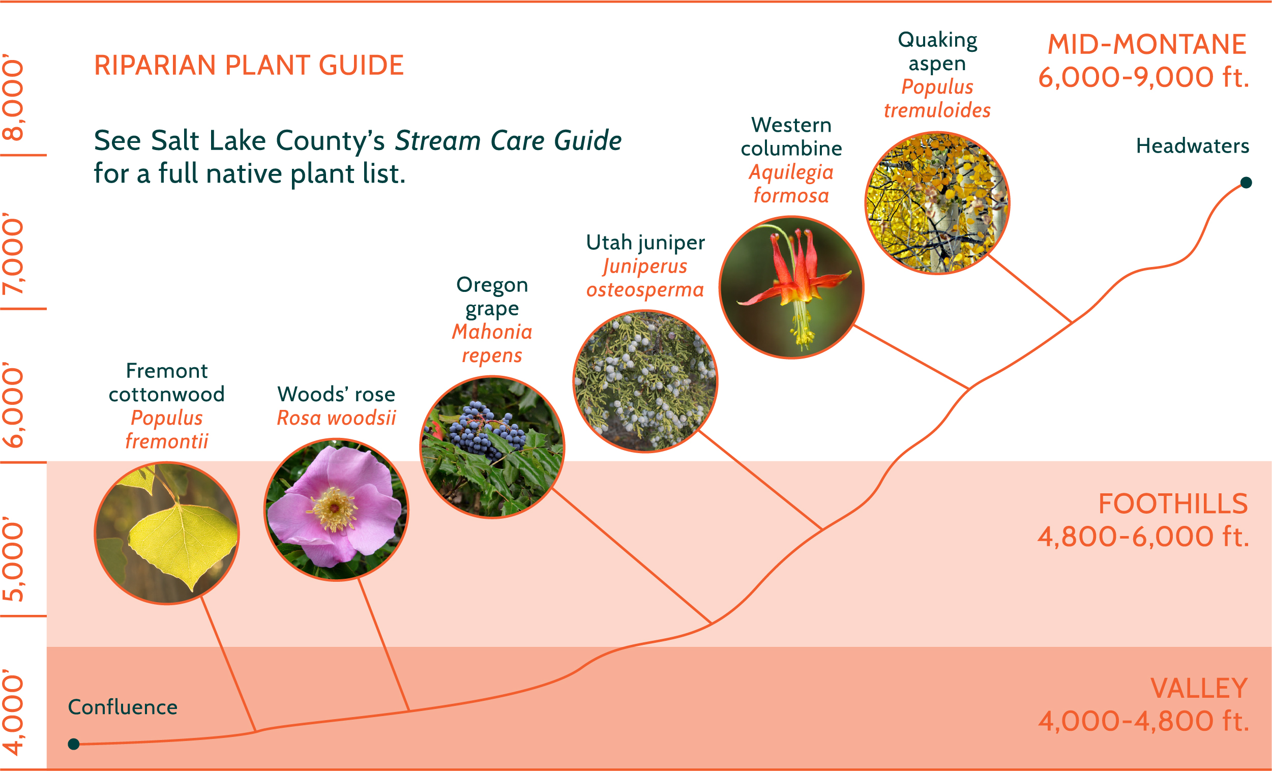 Riparian Plant Guide Graphic